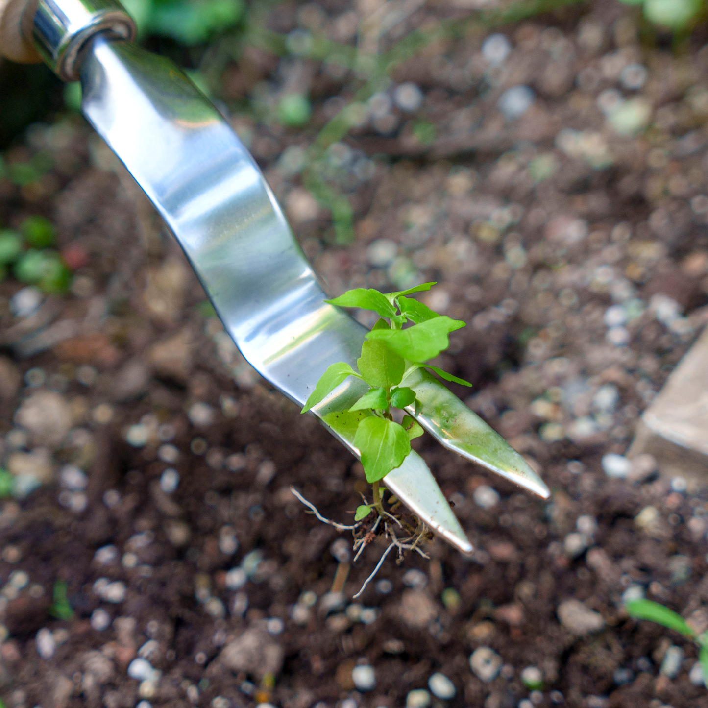 Stainless Steel Hand Daisy Grubber