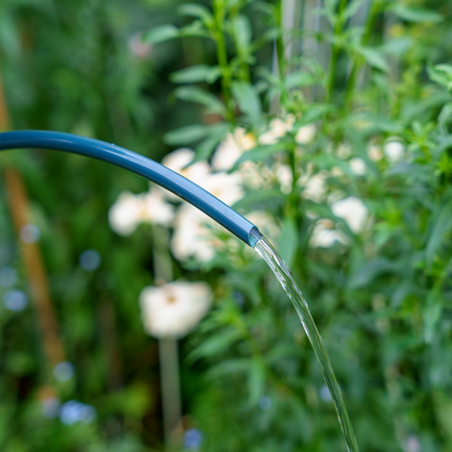 Stainless Steel Long Spout Watering Can (Dahlia)
