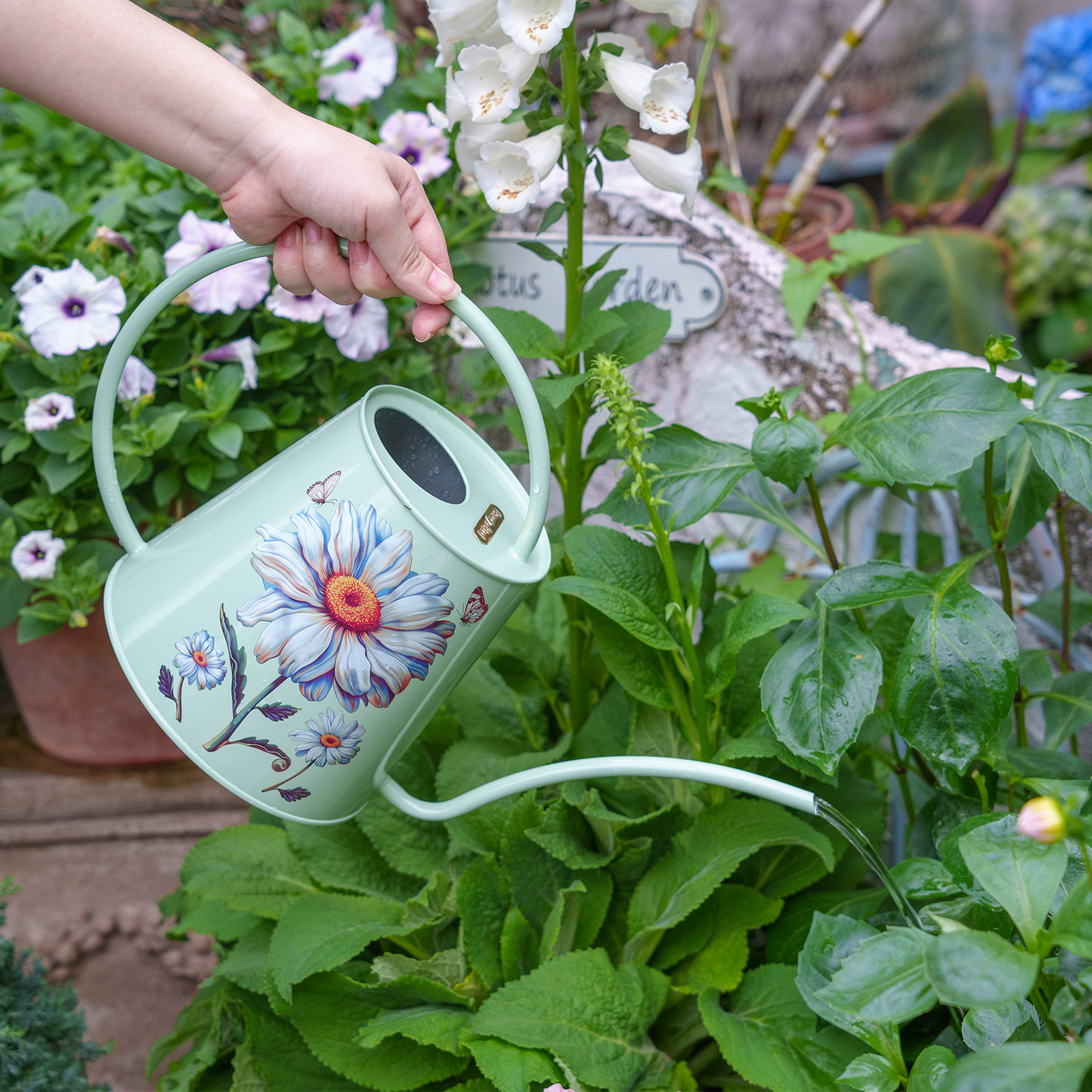 Stainless Steel Long Spout Watering Can (Daisy)