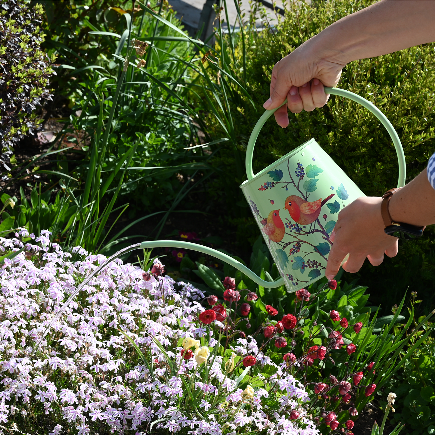Stainless Steel Long Spout Watering Can (Robin)