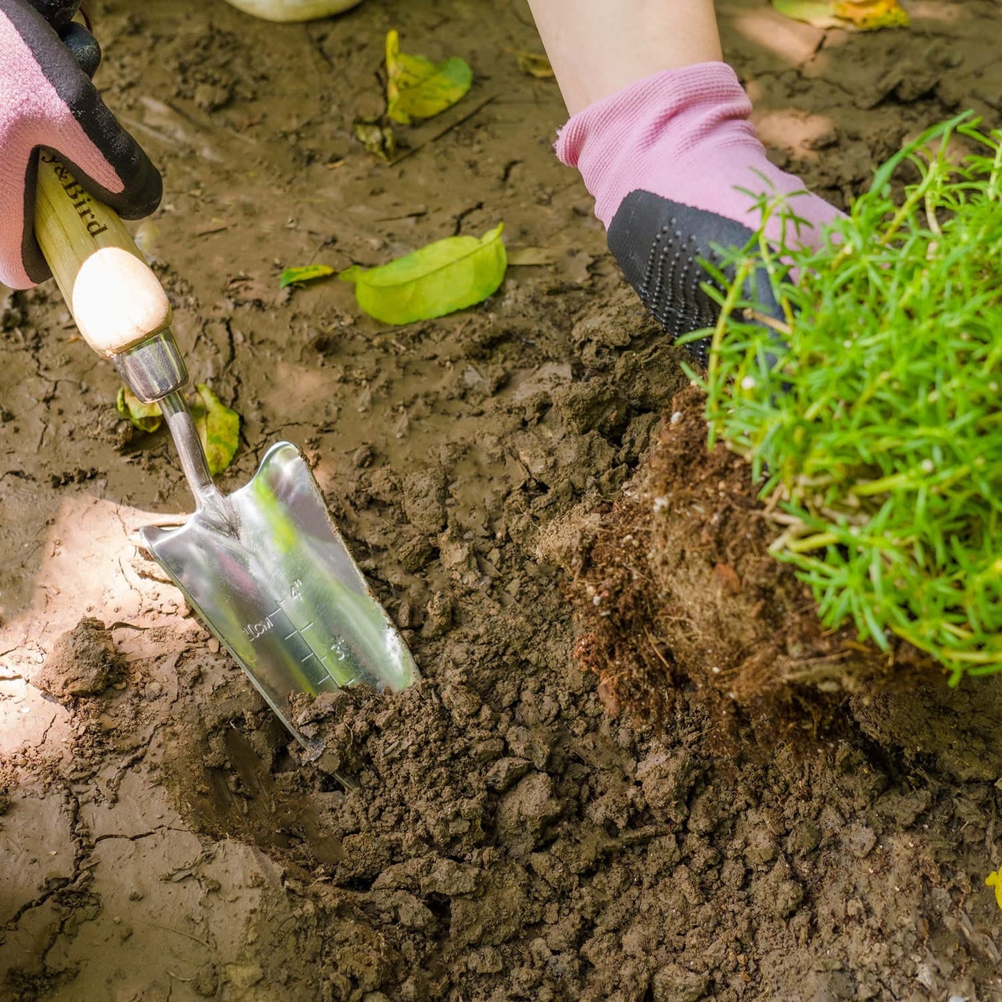 Garden Tools Transplant Trowel 13.2 Inch with Wooden Handle and Stainless Steel Potting Hand Trowel with Measurements